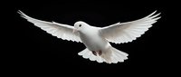 White dove flying with outstretched wings against black background symbolizing peace, freedom and spirituality for religious and conceptual designs.