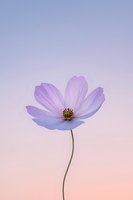Single purple cosmos flower with delicate petals on curved stem against soft gradient sky background for spring garden and nature designs.