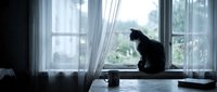Black cat silhouette sitting on windowsill looking outside through white curtains in bright natural daylight for pet lifestyle and home decor concepts.