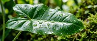 Green leaf covered with water droplets after rain, ideal for nature, gardening, and environmental design projects.
