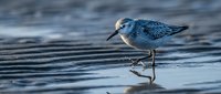 Small sandpiper bird wading in shallow water with perfect reflection on wet sand beach during golden hour light creating serene coastal wildlife scene.