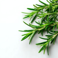 Fresh rosemary herb sprigs isolated on white background, aromatic culinary ingredient for Mediterranean cuisine and essential oil production.