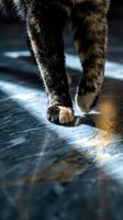 Close-up of tabby cat paws walking on marble floor in dramatic sunlight, showcasing fur texture and shadow detail.