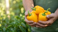 Farmer holding fresh yellow bell peppers in hands outdoors, harvesting organic produce from garden or farm field.