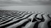 Starfish on rippled sand beach with dramatic sky in black and white monochrome photography for coastal and marine themed designs.