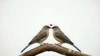 Two small songbirds perched on wooden branch facing each other with red heart symbol above, romantic wildlife concept for Valentine's Day greeting cards.