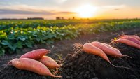 Fresh organic carrots harvested from fertile soil at golden hour sunset with green crop field stretching to horizon creating warm agricultural scene.