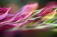 Flowing abstract waves in pink, magenta and green colors create dynamic motion effect against dark background, suitable for modern design projects and presentations.