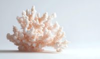 Pink coral branch specimen on white background, delicate marine structure with detailed texture and natural organic form, isolated for design and decoration.