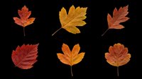 Autumn maple leaves in various shades of red, orange, and gold isolated on transparent background. Ready for fall designs, t-shirt prints, stickers, clipart, sublimation, and print-on-demand projects.