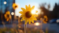 Vibrant yellow sunflower backlit at sunset with soft bokeh city lights creating dreamy atmosphere, shallow depth of field captures warm summer evening mood.