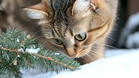 Adorable tabby kitten with blue eyes playing near Christmas tree branch, perfect for holiday greeting cards and seasonal pet photography projects.