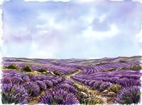 Lavender field landscape with rolling hills and purple flowering plants in countryside setting for agriculture and nature designs.