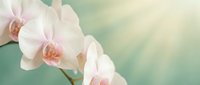 Delicate pink orchid flowers blooming on soft pastel background with gentle bokeh effect for spa wellness and relaxation themed designs.