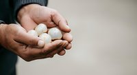 Male hands holding white hail stones or ice pellets, demonstrating weather damage, climate impact, or natural disaster consequences for insurance and meteorology content.