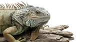 Green iguana reptile resting on driftwood branch isolated on white background for pet care veterinary educational materials and wildlife design projects.