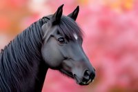 Black horse head portrait against pink blurred bokeh background, side view of noble stallion with dark mane showing graceful profile and expressive eye.