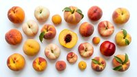 Fresh peaches and nectarines collection on white background, summer stone fruits variety for healthy eating, cooking and food photography projects.
