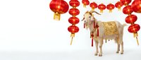 White goat with golden decorative saddle and red Chinese lanterns on white background for lunar new year celebrations and festive designs.