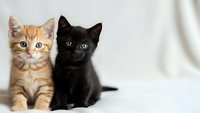 Two adorable kittens sitting together on white background, orange tabby and black cat with bright eyes, perfect for pet adoption campaigns and animal care.