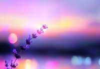 Delicate lavender flower silhouette against vibrant purple and pink sunset sky with glowing sun and bokeh lights creating dreamy atmospheric nature scene.