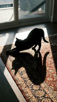 Black cat stretching in sunlight near window on ornamental rug, casting shadow on floor. Domestic pet relaxing indoors.