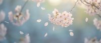 Delicate pink cherry blossoms with falling petals in soft spring sunlight creating dreamy bokeh background for seasonal nature designs and romantic themes.