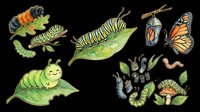 Caterpillar to butterfly metamorphosis lifecycle stages isolated on transparent background. Educational design element showing larva, chrysalis, and monarch butterfly transformation. Ready for clipart, t-shirt design, print-on-demand, stickers, and sublimation projects.