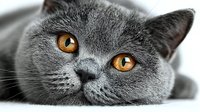 Gray British Shorthair cat with striking orange eyes lying down, close-up portrait showing detailed fur texture and whiskers on white background.