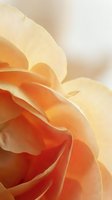 Macro shot of delicate peach and cream rose petals with soft, layered texture and warm gradient tones. Suitable for floral backgrounds, greeting cards, and botanical designs.