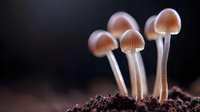 Small glowing mushrooms growing from dark soil, captured in macro photography with soft focus and ethereal lighting creating mystical woodland atmosphere.