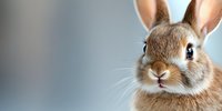 Close up portrait of adorable brown bunny with white fur patches looking directly at camera against soft blurred background. Friendly pet rabbit expression.