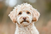 Cream-colored Goldendoodle puppy with expressive brown eyes and fluffy curly fur gazing at camera, displaying gentle expression against soft blurred background.