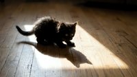 Black kitten playing in sunlight on wooden floor, casting shadow. Young cat enjoying natural light indoors for pet and lifestyle content.
