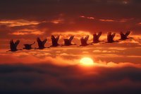 Silhouettes of birds flying in formation across dramatic orange sunset sky with glowing sun peeking through clouds.
