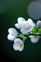 Delicate white apple blossoms with yellow stamens against dark green bokeh background, macro photography showing fine details of spring flowering branch.