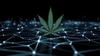 Cannabis leaf floating over glowing digital network connections on dark background with blue illumination and geometric pattern structure.