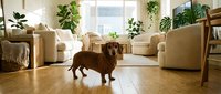Adorable brown dachshund dog standing in bright modern living room with beige furniture, wooden floors, and lush green houseplants creating cozy home atmosphere.