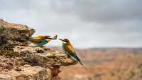 Colorful bee-eater birds perched on rocky cliff edge in natural desert landscape with dramatic cloudy sky background for wildlife photography projects.
