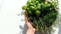 Fresh herbs bundle with basil, dill and thyme in hand against white background. Organic cooking ingredients for culinary recipes and healthy meals.