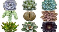 Collection of nine diverse succulent plants in various colors and shapes isolated on white background for gardening and botanical design projects.