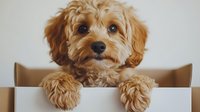 Adorable golden doodle puppy peeking over cardboard box edge with fluffy curly coat and expressive brown eyes ready for new home adoption.