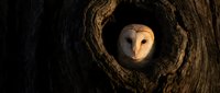 Barn owl peering from tree hollow nest cavity with warm golden lighting creating dramatic wildlife portrait for nature photography and bird watching content.