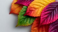 Vibrant autumn leaves in rainbow colors showing detailed leaf texture and veins. Colorful fall foliage arrangement for seasonal design projects.