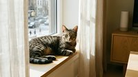 Tabby cat relaxing on sunny windowsill in cozy home interior with warm natural light streaming through curtains creating peaceful domestic atmosphere.