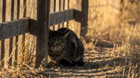 Tabby cat with green eyes sitting near wooden fence in rural farmyard setting during golden hour sunlight, suitable for pet, agriculture, and lifestyle content.