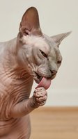 Hairless sphynx cat grooming paw with pink tongue extended, wrinkled skin texture visible against neutral background for pet care content.