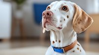 Portrait of attentive Dalmatian mix dog wearing blue collar looking up with expressive brown eyes against blurred home interior background.