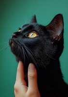 Black cat with bright yellow-green eyes looking up against emerald background while being gently petted, showcasing mysterious feline beauty and grace.