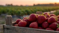 Fresh ripe strawberries in wooden crate at sunset farm field harvest time for organic agriculture and healthy eating concepts.
